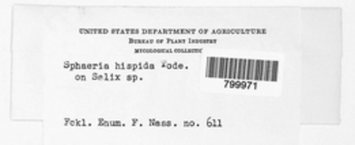Lasiosphaeridaceae image